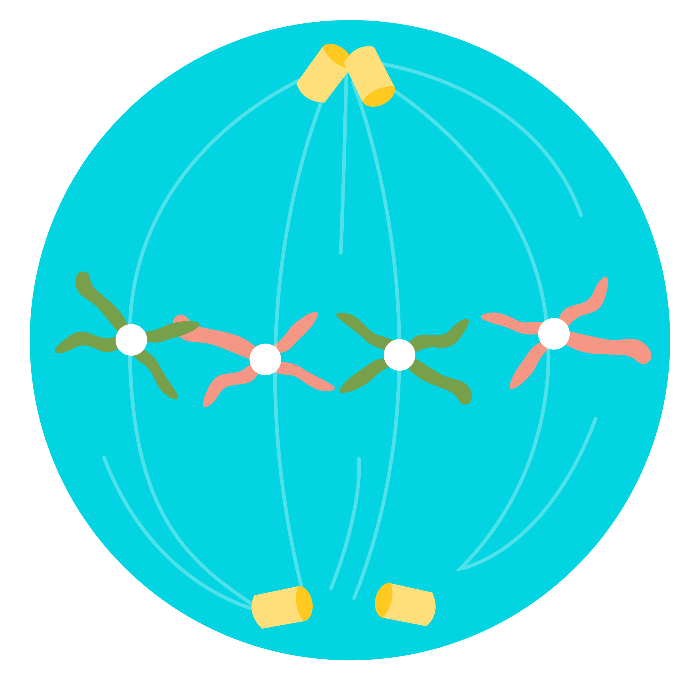 An image of mitosis where the chromosomes are aligned in the center. 